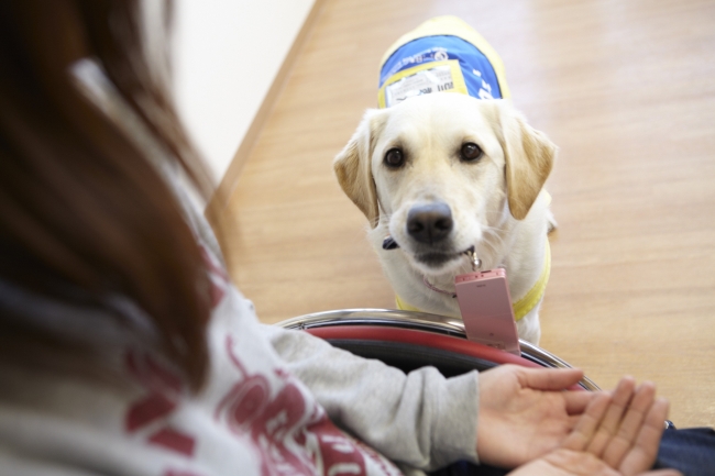 7 11 土 5か月ぶりに再開 コロナ対策を講じた新しい様式の介助犬育成施設の見学会 社会福祉法人 日本介助犬協会のプレスリリース