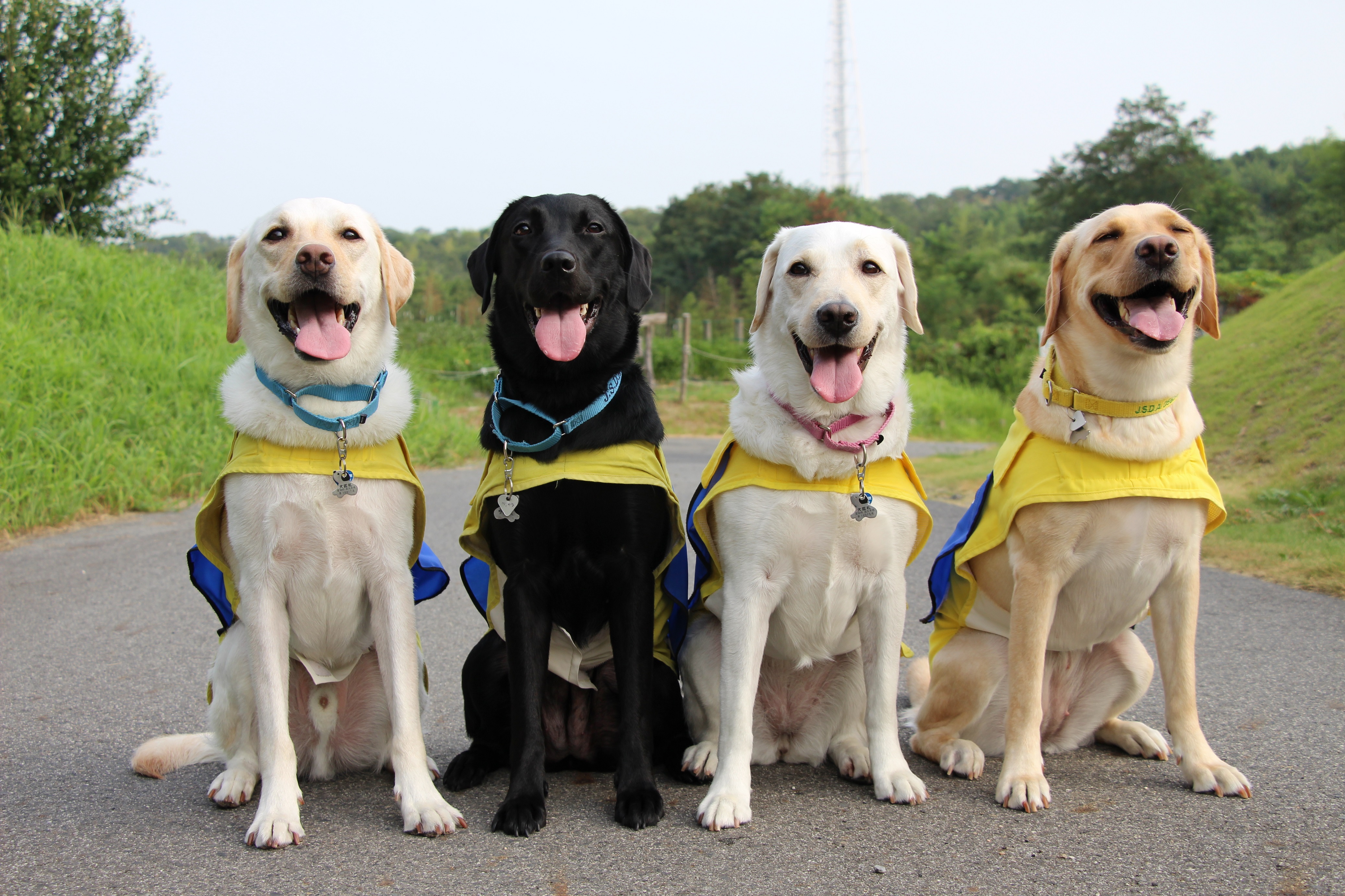 介助犬事業について学ぶ研修生について知ろう Web 日本介助犬協会 社会福祉法人 日本介助犬協会のプレスリリース