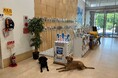 日本介助犬協会がシンシアの丘にパナソニックから寄贈されたジアイーノを設置