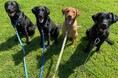 日本介助犬協会への支援としてRUFFWEAR JAPAN(ラフウェアジャパン)がオフィシャルドッグギアサポーターに