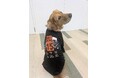 11/30(土)ジャイアンツ・ファンフェスタ2024にて販売開始!菅野智之×介助犬のコラボ新商品のポーチ&最多勝Tシャツ!