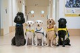 【2026年度研修生募集決定】介助犬等の育成に携わる職員を目指してみませんか?