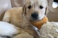 【緊急募集!】子犬を育てるボランティア!日本介助犬協会が募集開始