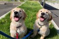 【大募集中！】子犬を育てるボランティア！日本介助犬協会が募集開始