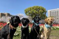 【日本介助犬協会】犬と人との出会いをつなぐファミリードッグ説明会開催決定！