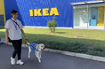 国内で数例のみ！IKEA長久手で介助犬パピー（子犬）のトレーニングを実施（日本介助犬協会）
