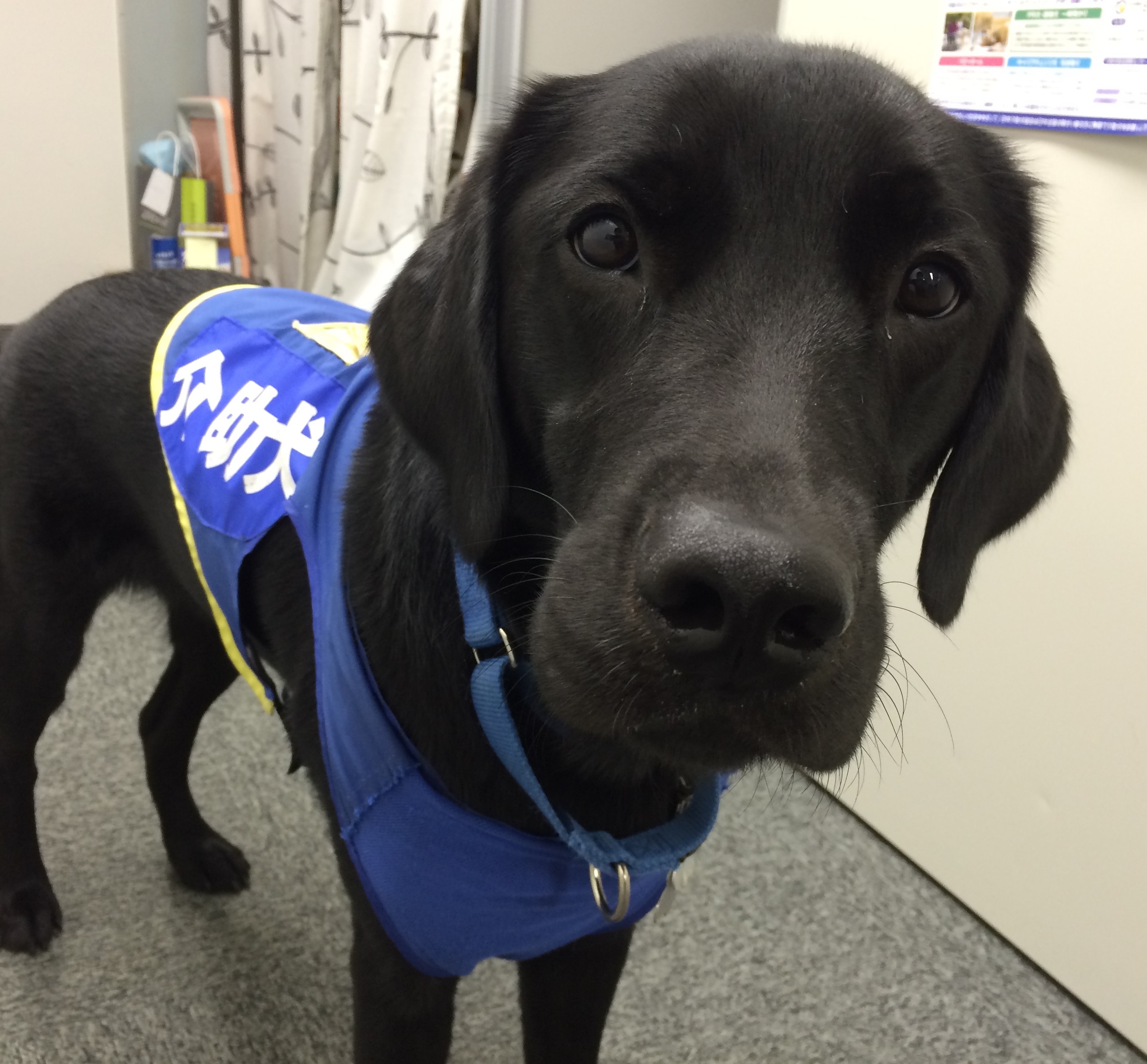 介助犬pr犬を引退 発達障害をもつ男の子のご家族の一員に 日本介助犬協会 社会福祉法人 日本介助犬協会のプレスリリース