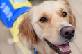 地震が起きてからでは遅い！介助犬や車椅子ユーザーの安全を守る為の地震防災訓練「シェイクアウト訓練」を初実施
