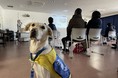 【1年ぶりに来場型の見学会を実施】コロナ禍でも日本で唯一の介助犬総合訓練施設を見に来て欲しい！