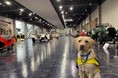 コロナ禍を経て約1年ぶりにトヨタ博物館での介助犬トレーニング実施！