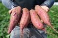 茨城県鉾田市×チイオシ鉾田市プロジェクト第二弾 干し芋の本場で農業体験!農家の想いに触れる2日間