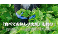 茨城県鉾田市×チイオシ コラボプロジェクト第四弾を開催“食べておいしい大葉”の収穫体験と学びのイベントを実施