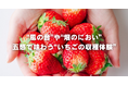 インドネシア・ジャカルタから鉾田市へ。海外展開を視野に入れるいちご農家で収穫体験　チイオシ第六弾を開催