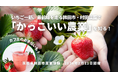 一流レストランも認めるいちごづくりの匠・村田農園（茨城県鉾田市）で「いちご収穫とカフェ運営」を体験