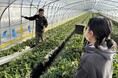 “いちご農家の仕事に触れる一日”が育てた鉾田市への想い チイオシ鉾田市農業体験プロジェクト いちごの農業体験を実施