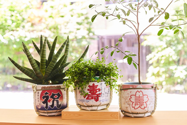 Flower Pot for komodaru-link