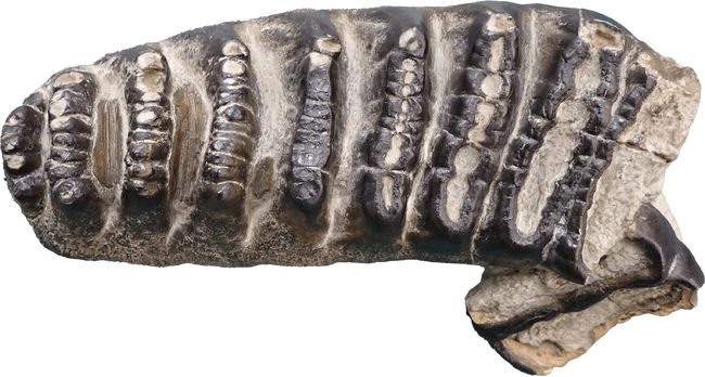 ミエゾウの歯の化石