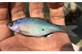 絶滅危惧種シロヒレタビラの遺伝的な地域差から人為的に持ち込まれた新証拠が判明