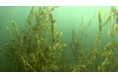 今回は琵琶湖博物館で開催!!「環境・ほっと・カフェ 水草について知ろう!【水草のしおり作り】」にご参加下さい!!