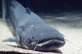 ビワコオオナマズ水槽等の解体・新設にむけて、水族展示室の一部を閉鎖およびトピック展示「日本のナマズ展 ~水槽再生に向けて~」の開催について