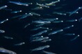 冬の琵琶湖の風物詩!氷魚(ひうお)展示が始まりました