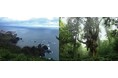 過去15万年間の日本海堆積物の花粉化石に関する研究成果が国際学術誌に公開されました。