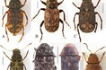 石川県初記録のヒゲナガゾウムシ科7種を発見
