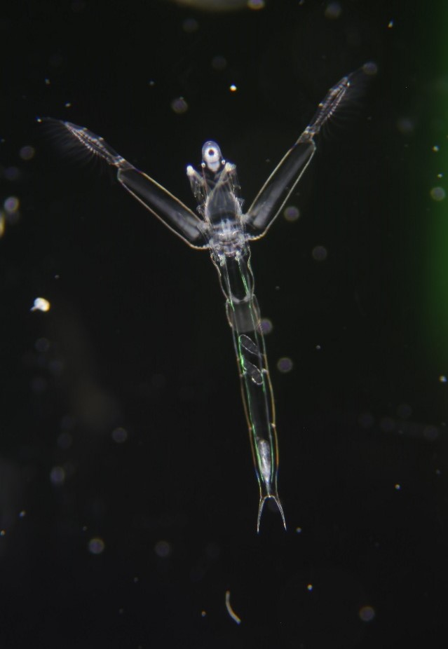 日本最大 見えないミジンコ ノ ロ の生体展示を始めました 滋賀県立琵琶湖博物館のプレスリリース