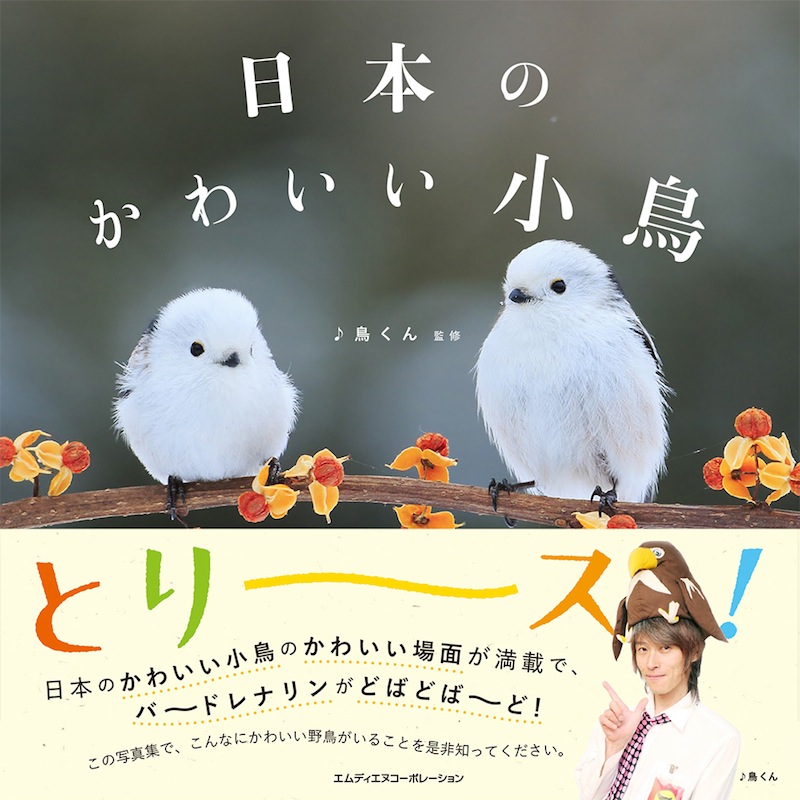 小鳥のかわいい姿や愛くるしいシーンが満載 日本のかわいい小鳥 発売 株式会社インプレスホールディングスのプレスリリース