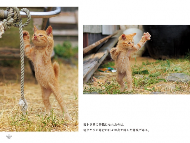 猫がカンフーしている 話題騒然の大ヒット猫写真集に待望の続編が登場 のら猫拳キッズ 発売 株式会社インプレスホールディングスのプレスリリース