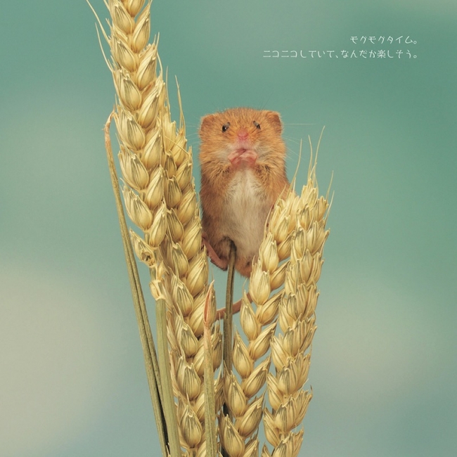 体長5センチ ハーベストマウスの可愛らしい姿をとらえた写真集 ちいさなかわいいハーベストマウス 発売 株式会社インプレスホールディングスのプレスリリース