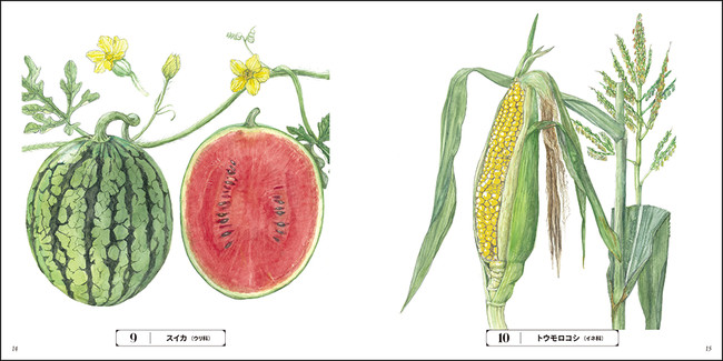 みずみずしい青果を塗って楽しむ おとなのスケッチ塗り絵 美しいボタニカルアート 旬の野菜とくだもの 編 発売 株式会社インプレスホールディングスのプレスリリース