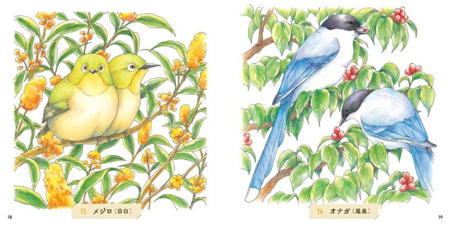 スケッチするように愛らしい鳥たちの姿を塗り絵で描く おとなのスケッチ塗り絵 日本の野鳥 かわいい鳥 図鑑 発売 株式会社インプレスホールディングスのプレスリリース
