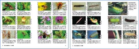 ヤマケイ文庫 野外毒本 被害実例から知る日本の危険生物 刊行のご案内 株式会社インプレスホールディングスのプレスリリース