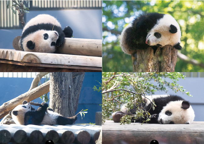 希望者のみラッピング無料】 上野動物園パンダシャンシャン写真集