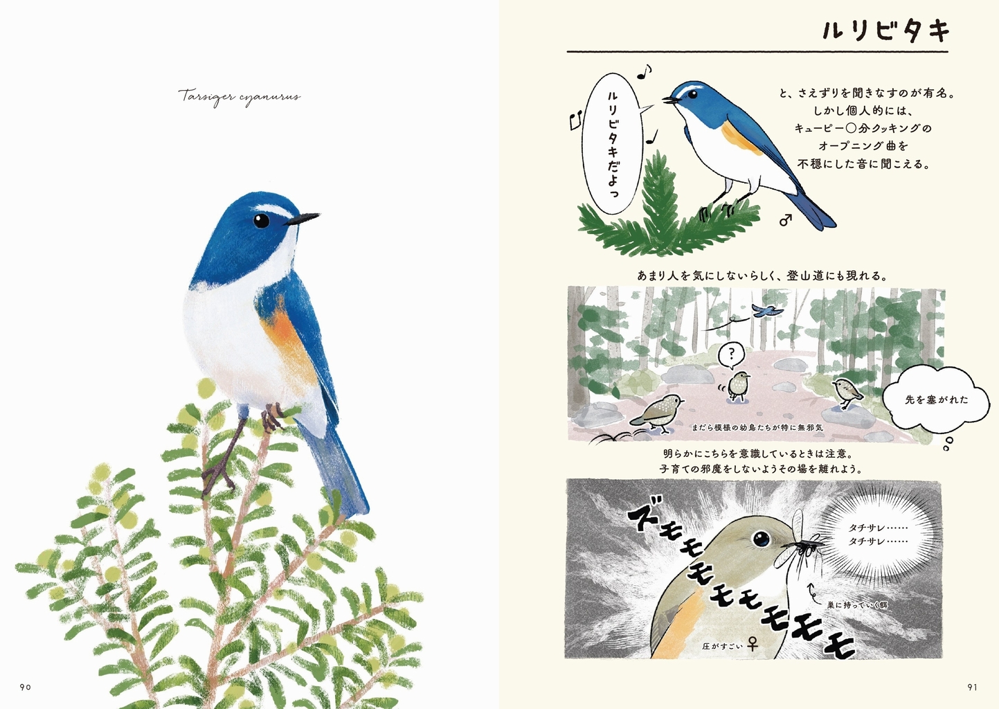 鳥に会いにアルプスへ 絵と文で綴る鳥見book なつのやまのとり 22年5月16日に刊行 株式会社インプレスホールディングスのプレスリリース