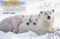 人気動物写真家、前川貴行氏の作品が集結! 『世界の動物家族 前川貴行作品集』(イカロスカレンダー2025)発売