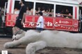 世界一猫にやさしいといわれる街イスタンブールに暮らす猫たちの日常『トルコのねこ』(イカロスカレンダー2025)発売