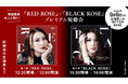 “猪居亜美『RED ROSE』/『BLACK ROSE』プレミアム視聴会”が9月6日（日）に御茶ノ水RITTOR BASEにて開催　本人による楽曲解説や制作秘話、生演奏も予定
