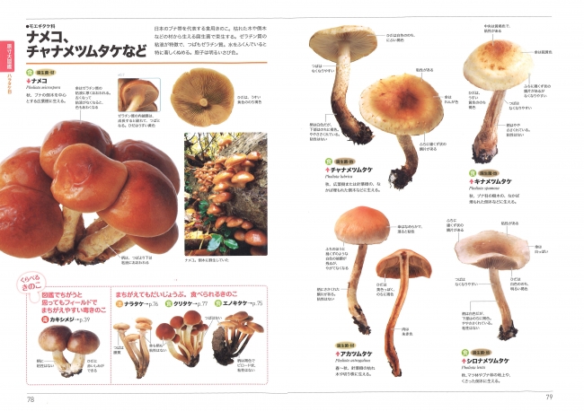 自然博物シリーズⅡ 分類別に見る 愛媛のキノコ図鑑』 稀覯本