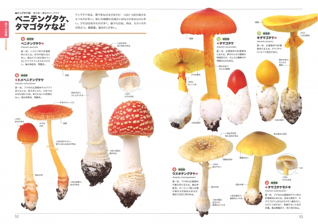 日本のきのこ約440種類を原寸大で紹介よく似たきのこの違いが分かる初中級者向けきのこ図鑑の決定版！ | 株式会社インプレスホールディングスの プレスリリース