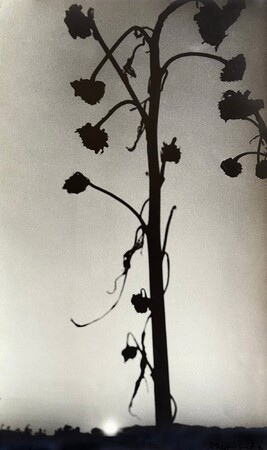 植田 正治「落日」1935年頃 植田 正治「落日」1935年頃