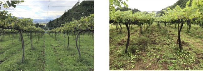 （左）2018年9月：樹勢が悪く新梢が少ない　→　（右）2019年8月：新梢が成長しアーケード状に繋がっている