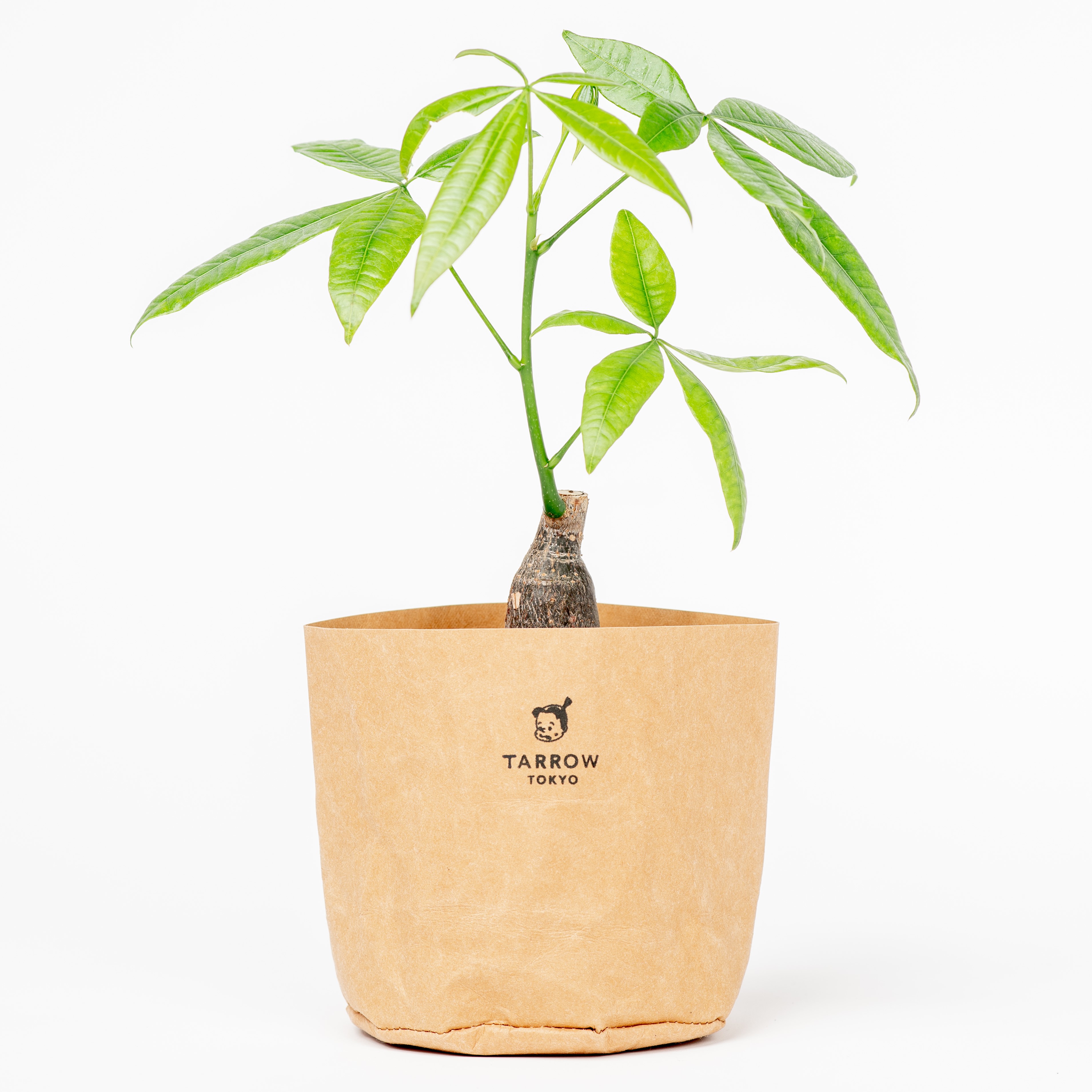 アパレルoem発のブランド Tarrow Tokyo が植物 コミュニティアプリの Greensnap とコラボ 4月23日 土 24日 日 表参道でpopupショップ実施 株式会社グラックジャパンのプレスリリース