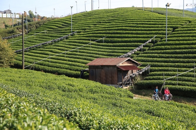 宇治田原町内の茶園（イメージ）