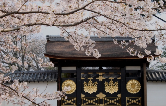 国宝唐門と桜（イメージ）