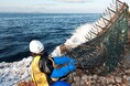 北海道漁業協同組合連合会のホタテガイ垂下式漁・桁網漁業が2度目の更新審査を完了 日本のMSC認証取得漁業では初