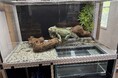 水中で過ごす姿を"横から観察"できる。エキゾチックアニマル向けペットケージ「注文獣宅」を発売