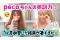 「バイリンガール英会話 」のおさるさんとタレントのpecoちゃんがオンライン英語コーチング『イングリード』を3ヵ月受講！受講後の結果や感想を語るコラボ動画とサイトが公開されました