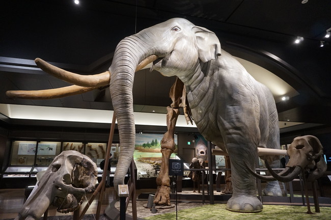 世界初の半骨半身のゾウ展示